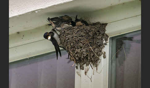 Rauchschwalbe (Hirundo rustica)