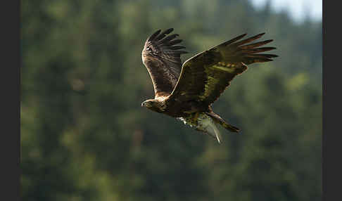 Steinadler (Aquila chrysaetos)