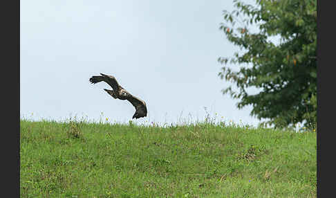 Steinadler (Aquila chrysaetos)