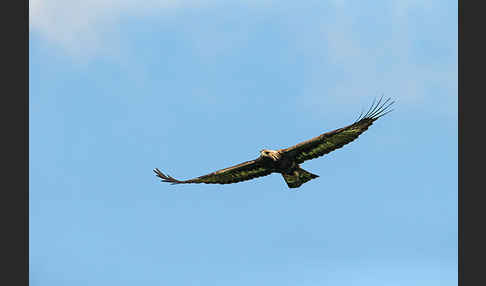 Steinadler (Aquila chrysaetos)