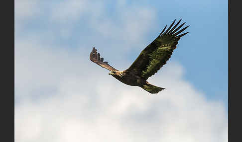 Steinadler (Aquila chrysaetos)