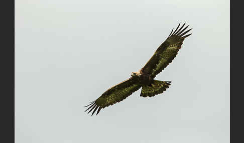 Steinadler (Aquila chrysaetos)