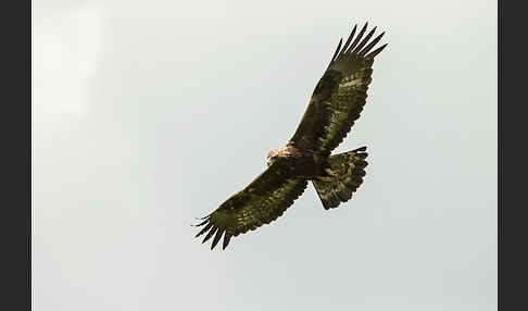 Steinadler (Aquila chrysaetos)