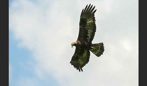 Steinadler (Aquila chrysaetos)