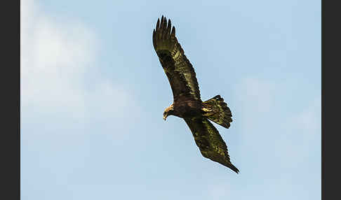 Steinadler (Aquila chrysaetos)