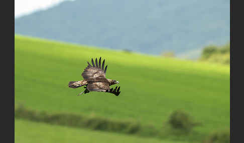 Steinadler (Aquila chrysaetos)