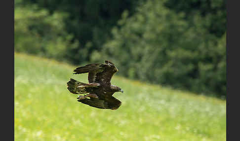 Steinadler (Aquila chrysaetos)