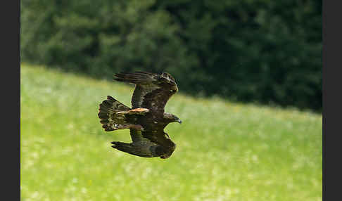 Steinadler (Aquila chrysaetos)