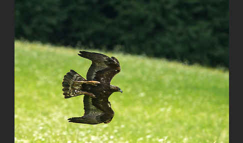 Steinadler (Aquila chrysaetos)