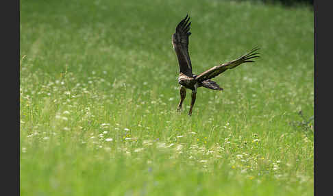 Steinadler (Aquila chrysaetos)