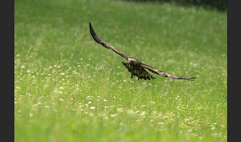 Steinadler (Aquila chrysaetos)