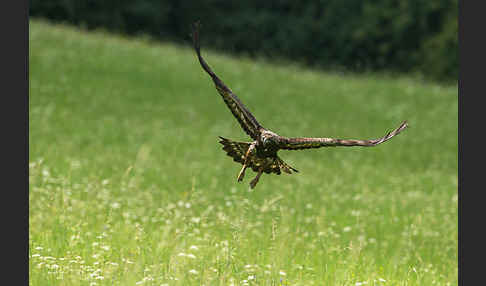 Steinadler (Aquila chrysaetos)