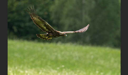 Steinadler (Aquila chrysaetos)