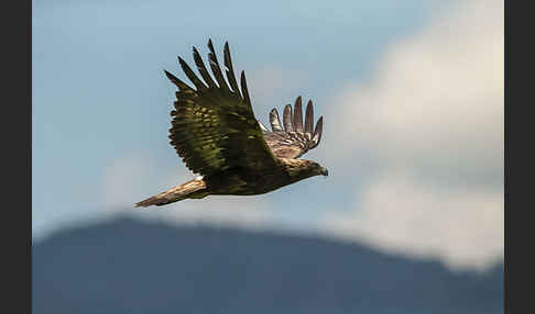 Steinadler (Aquila chrysaetos)