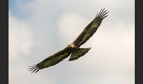 Steinadler (Aquila chrysaetos)