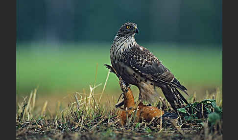 Habicht (Accipiter gentilis)