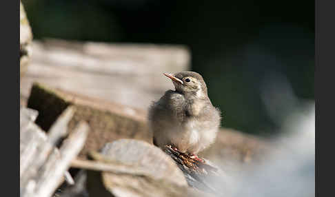 Bachstelze (Motacilla alba)