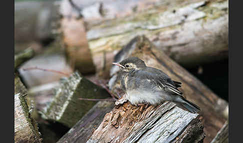 Bachstelze (Motacilla alba)