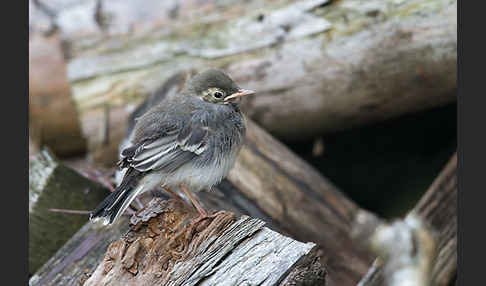 Bachstelze (Motacilla alba)