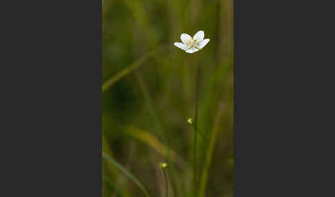 Sumpf-Herzblatt (Parnassia palustris)