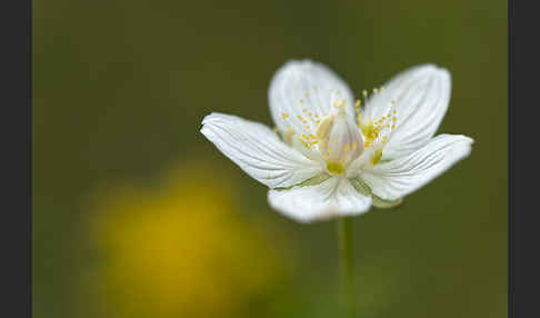 Sumpf-Herzblatt (Parnassia palustris)