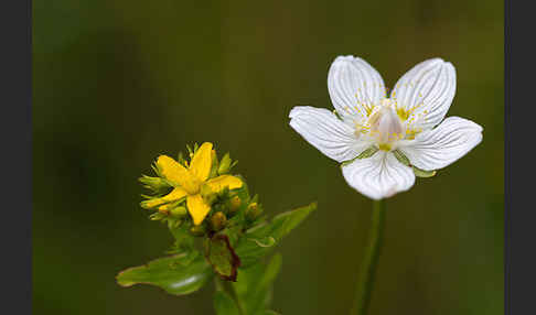 Sumpf-Herzblatt (Parnassia palustris)