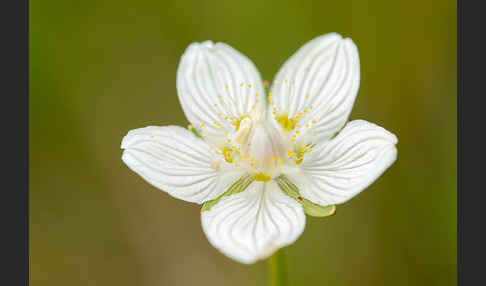 Sumpf-Herzblatt (Parnassia palustris)