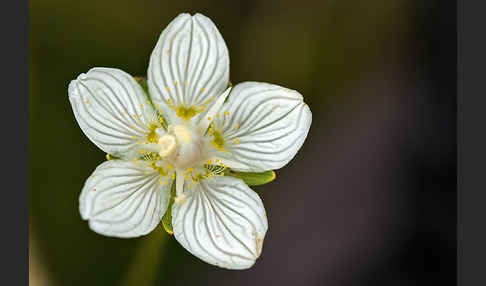 Sumpf-Herzblatt (Parnassia palustris)