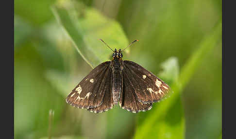 Spiegelfleck-Dickkopffalter (Heteropterus morpheus)