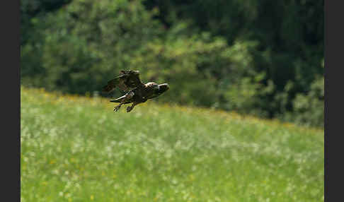 Steinadler (Aquila chrysaetos)