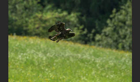 Steinadler (Aquila chrysaetos)