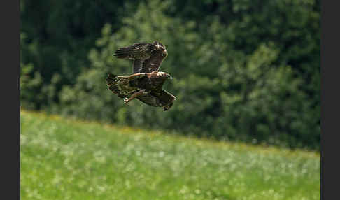 Steinadler (Aquila chrysaetos)