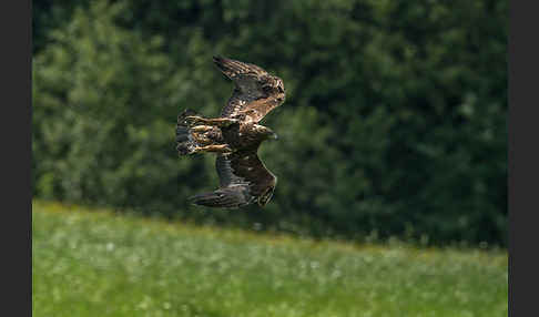 Steinadler (Aquila chrysaetos)