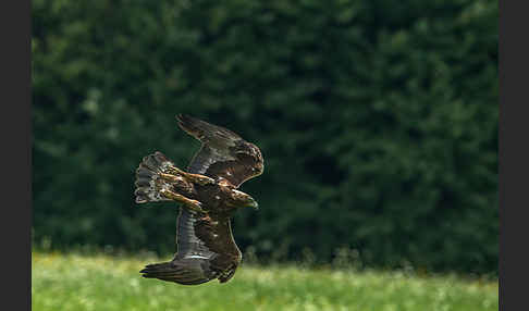 Steinadler (Aquila chrysaetos)