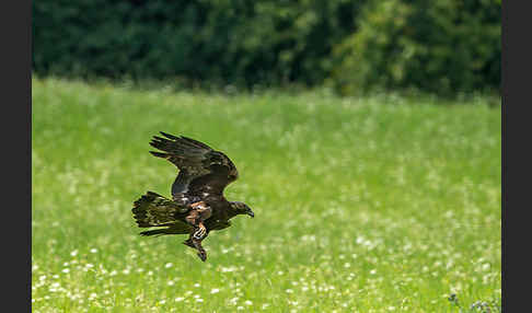 Steinadler (Aquila chrysaetos)