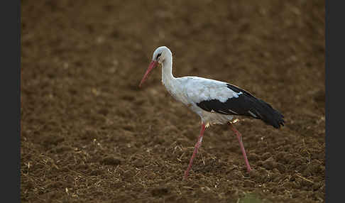 Weißstorch (Ciconia ciconia)