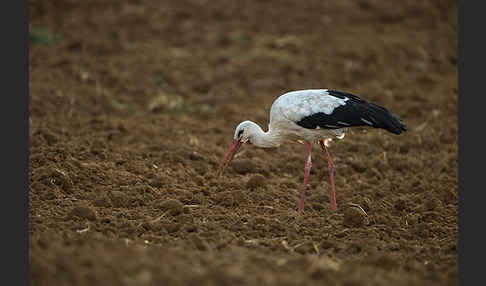 Weißstorch (Ciconia ciconia)