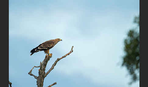 Kaiseradler (Aquila heliaca)