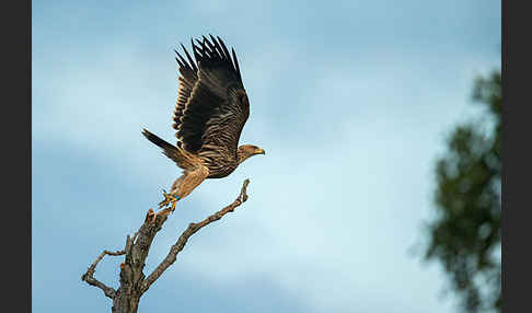 Kaiseradler (Aquila heliaca)