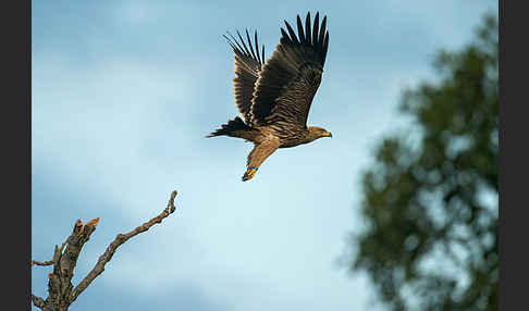 Kaiseradler (Aquila heliaca)