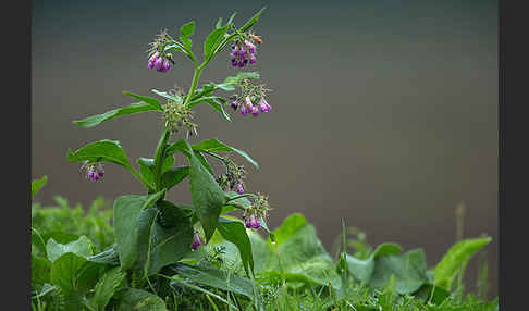 Arznei-Beinwell (Symphytum officinale)