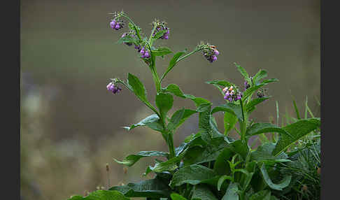 Arznei-Beinwell (Symphytum officinale)