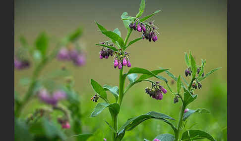 Arznei-Beinwell (Symphytum officinale)