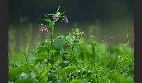 Arznei-Beinwell (Symphytum officinale)