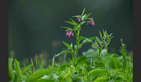 Arznei-Beinwell (Symphytum officinale)