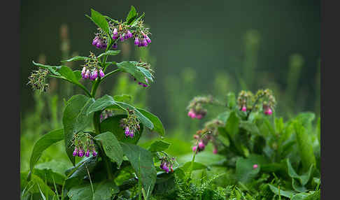 Arznei-Beinwell (Symphytum officinale)