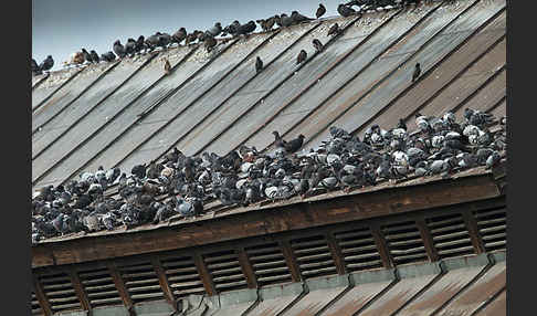 Haustaube (Columba livia domestica)