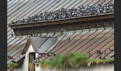 Haustaube (Columba livia domestica)