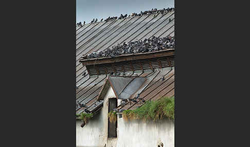 Haustaube (Columba livia domestica)