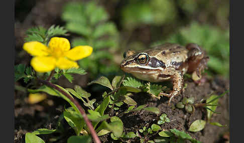 Moorfrosch (Rana arvalis)